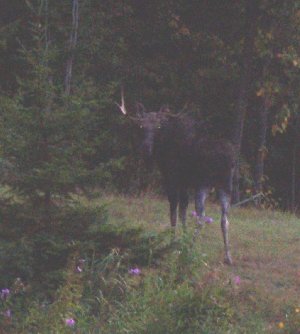 Monadnock-Moose-small.jpg - 19217 Bytes