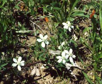 blackberry in bloom