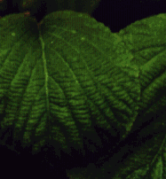 Hobble bush leaf