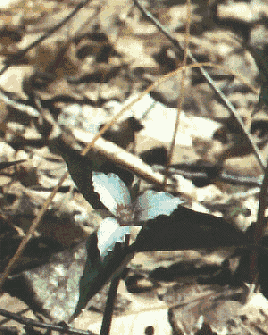 Trillium in bloom