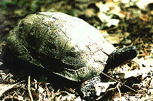 wood turtle