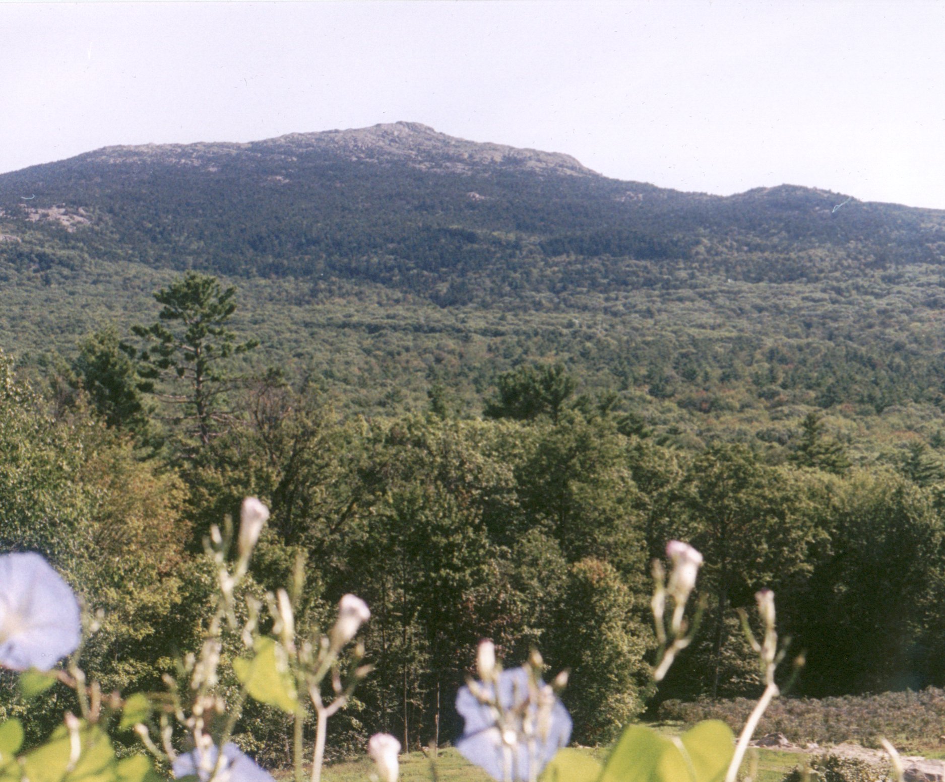 Morning glory & Monadnock background